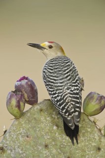 Golden-fronted Woodpecker (Melanerpes aurifrons), Texas, USA