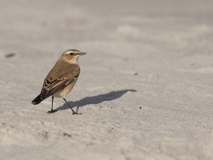 Northern Wheatear (Oenanthe oenanthe), Schleswig-Holstein, Germany