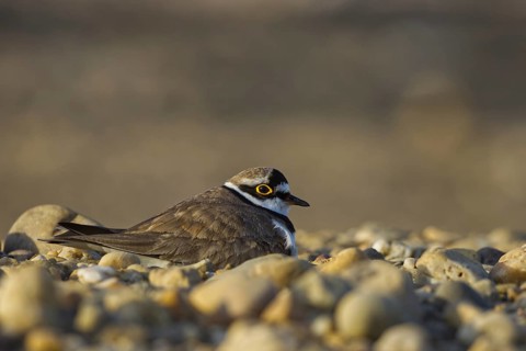 Little Ringed Plover (Charadrius dubius) incubating, North Rhine-Westphalia, Germany