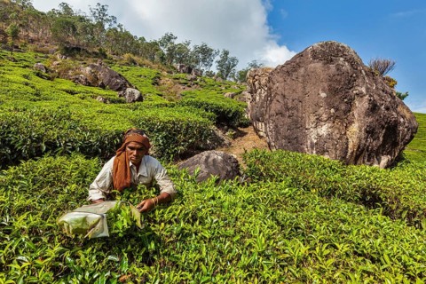 KERALA, INDIA, FEBRUARY 18, 2014: Unidentified Indian woman harvests tea leaves at tea plantation