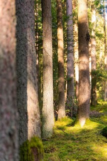 Sunlight penetrates a quiet forest, illuminating the rows of tree trunks, Calw district, Black
