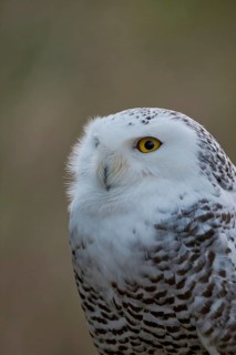 Snowy owl (Bubo scandiacus) captive, Czech Republic