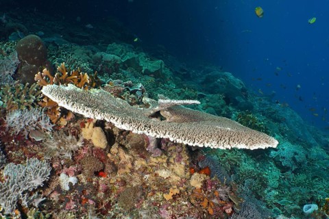 Underwater reef with a sprawling table coral (Acropora hyacinthus) and colourful marine life all