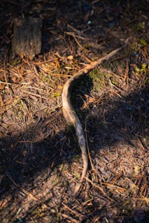 A branch on the forest floor with strong shadows, district of Calw, Black Forest, Germany