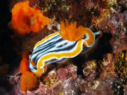 Nudibranch with wavy white, black and orange stripes, magnificent star snail (Chromodoris