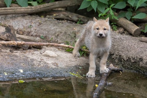 One four weeks old Arctic wolf cub (Canis lupus arctos) standing at a pond in a forest, looking