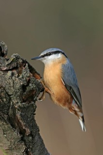 Eurasian nuthatch (Sitta europaea), Sittelle torchepot, Trepador Azul, Battenberg, Tiszaalpár,