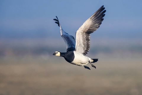 Barnacle Goose (Branta leucopsis) flying, Netherlands