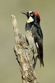 Acorn Woodpecker (Melanerpes formicivorus), Arizona, USA