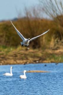 Tundra Swan, Bewick's Swan, Cygnus columbianus in flight at winter in Slimbridge, England, United