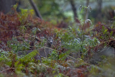 Photographing roe deer in the forest is difficult, to my delight I was able to outwit this roebuck