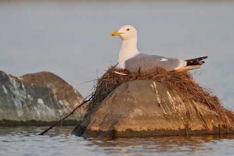 European Herring Gull (Larus argentatus), Manitoba, Canada