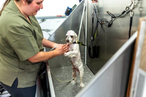 Professional groomer bathing a small white dog in a stainless steel tub, gently shampooing and