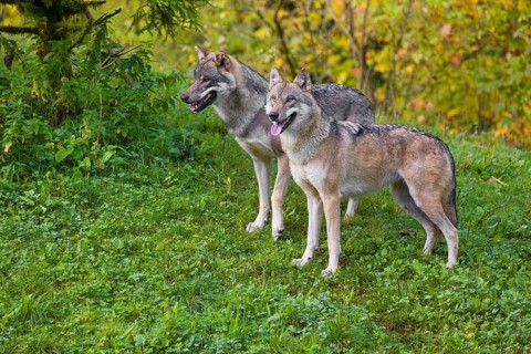 Two eurasian gray wolves (Canis lupus lupus) stand on a hill, observing the area. A forest in fall