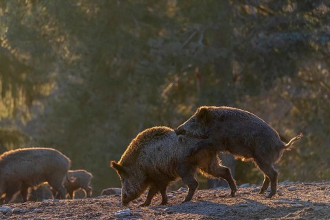 Two wild boar or wild pig (Sus scrofa) play fighting on an opening. Strong backlit condition