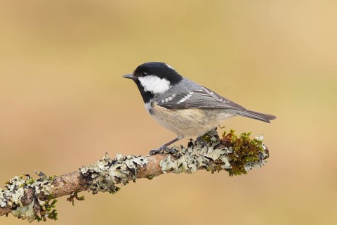 Fir tit (Periparus ater), sitting on a branch overgrown with moss and lichen, Wildlife, Animals,