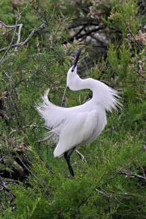 Little Egret (Egretta garzetta), taking departure from a tree, Camargue, southern France, France