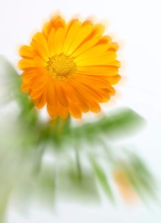 Marigold, garden marigold, common marigold, true marigold, golden marigold (Calendula officinalis),