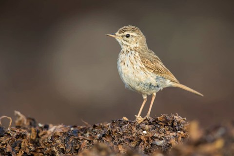 Berthelot's Pipit (Anthus berthelotii) on ground, Fuerteventura, Spain