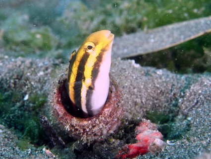 A striped mimicry blenny (Petroscirtes breviceps) with yellow-black stripes protrudes from a bottle