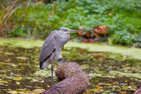A Grey Heron, Ardea cinerea, stands on a log lying in a pond. Fresh green vegetation is in the
