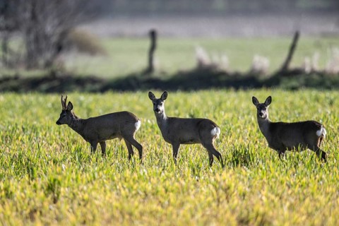 Roe deer (Capreolus capreolus), Lower Saxony, Germany
