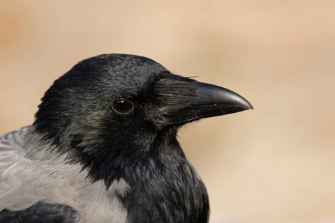 Hooded crow (Corvus cornix) adult bird head portrait, Rome, Italy