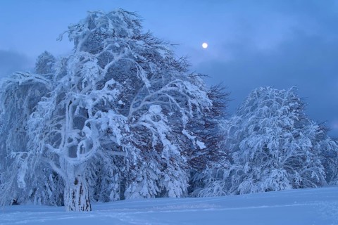 Snow-covered beech trees under a cloudy sky with a full moon, Schauinsland, Black Forest,