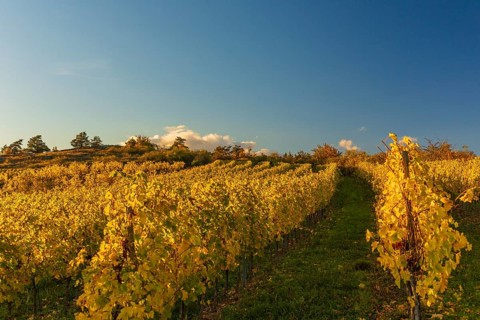 Vineyards at sunrise in Retz, Lower Austria