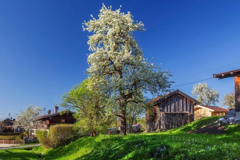 Blooming wild fruit tree in the village in spring, Ohlstadt, Loisachtal, The Blue Land, Upper