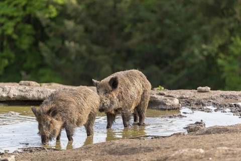 Two wild boar or wild pig (Sus scrofa), drinking water from a small pool in early morning light,