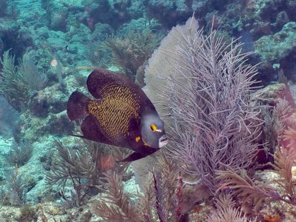 A French angelfish (Pomacanthus paru) swims amidst dense coral growths, at the John Pennekamp Coral