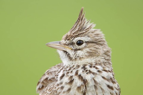 Thekla Lark (Galerida theklae), Mallorca, Spain