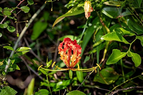 Gloriosa with striking red and yellow petals surrounded by dense green leaves, a crown of glory at