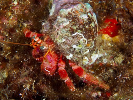 A Red Hermit Crab (Dardanus calidus) with a shell covered in seaweed and mussels, dive site: Cap de