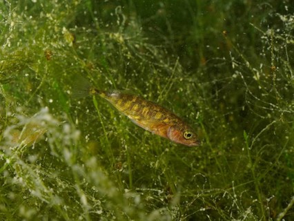 A three-spined stickleback (Gasterosteus aculeatus), an invasive species, displaying its breeding