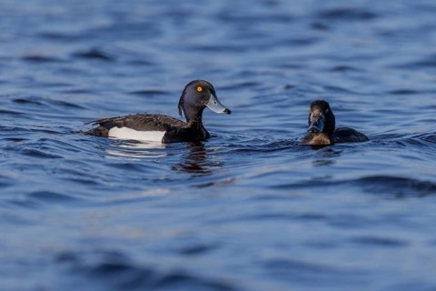 Tufted duck (Aythya fuligula), pair, Vadsö, Varangerfjord, Norway