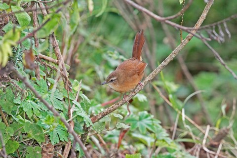 Cinnamon Bracken Warbler (Bradypterus cinnamomeus), Aberdare National Park, Kenya