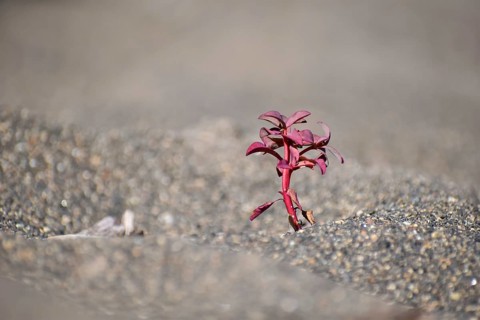 Small red plant growing in the lava sand at Lago Paimun, Lanin National Park, Patagonia, Argentina