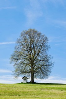 Large lime tree watches over a Helgenstöckli near Wittenbach, Canton St. Gallen, Switzerland