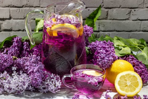 Jug and glass cup with purple cocktail, lemon slices and lilac (Syringa) in front of brick wall