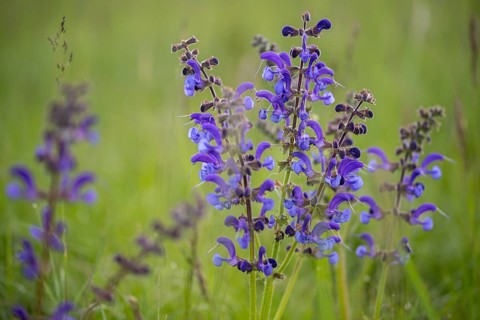 Lamiaceae, mint leaves, sage, salvia pratensis, meadow sage, flora, meadow clary, meadow sage,