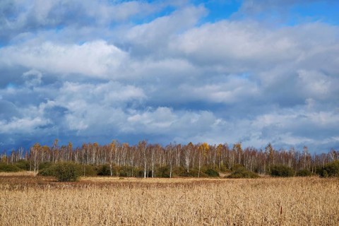 Bog birch (Betula pubescens), in front of a dark sky, Federsee lake nature reserve, UNESCO World