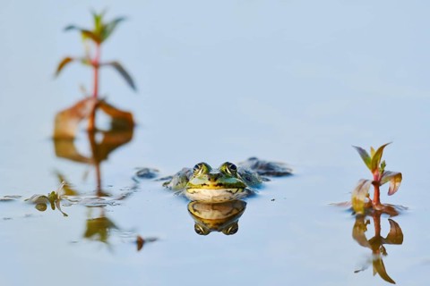 Marsh frog (Pelophylax ridibundus, Rana ridibunda), male in the water, North Rhine-Westphalia,