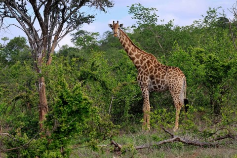 Giraffe (Giraffa camelopardalis giraffa), adult, alert, standing, Kruger National Park, Limpopo