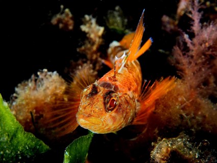 Black-faced blenny (Tripterygion delaisi)