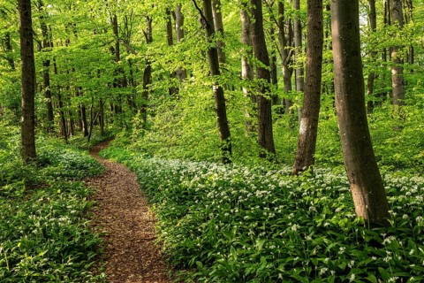 A picturesque path or forest path lined with white flowering wild garlic (Allium ursinum) leads
