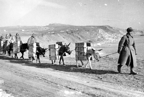Red Army soldiers transport supplies with the help of mules. Kerch, Crimea, Ukraine 1944 World War