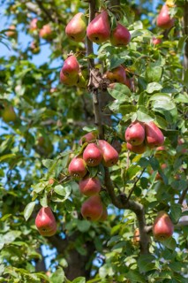 Pear, cultivated pear tree, pyrus communis, rosaceae, rose family, tree, trees, flora, high size,