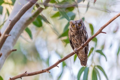 Scops Owl, (Otus scops), biotope, habitat, perch, animals, birds, owls Lesbos Island, Lesbos,